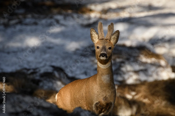 Obraz Rehbock im Winter