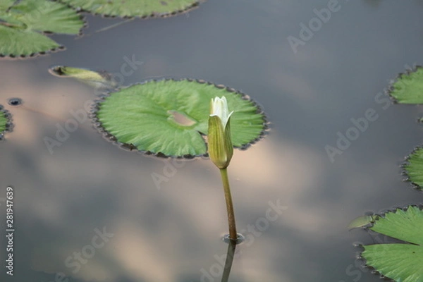 Fototapeta Flor no lago
