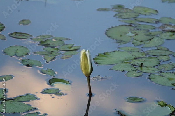 Fototapeta Flor no lago