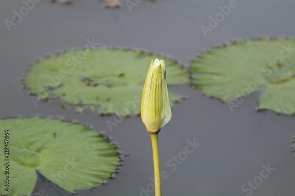 Fototapeta Flor no lago