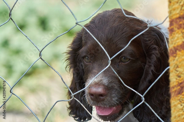 Fototapeta The brown spaniel is locked in the aviary. Little puppy waiting close-up.