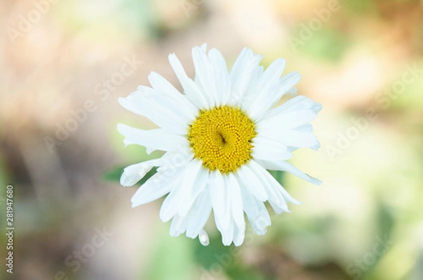 Fototapeta Lonely camomile close-up. Macro shot of a sunny flower with blur background.