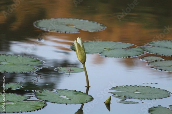 Fototapeta Flor no lago