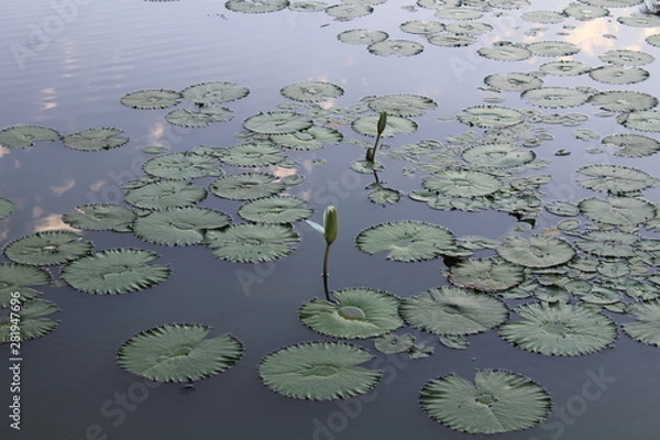 Fototapeta Flor no lago