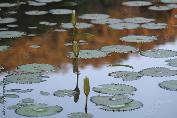 Fototapeta Flor no lago