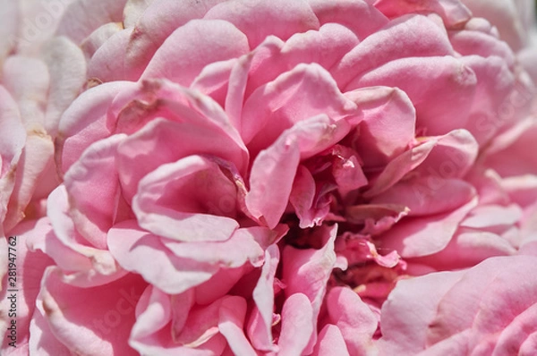 Fototapeta Macro shot of the core of a pink rose. Petals of a blossoming flower close-up.