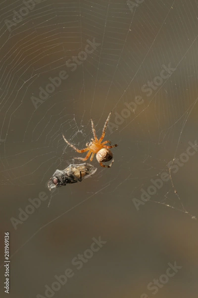 Fototapeta Macro scene of a spider in a web and a trapped fly 