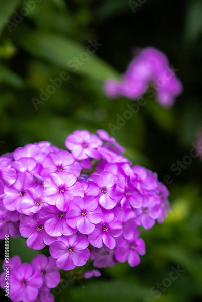 Fototapeta A close up macro floral photograph of small group of tiny Verbena flowers with blurred dark green bokeh background.