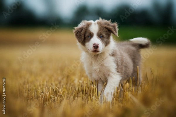 Obraz Border collie puppy in a stubblefield
