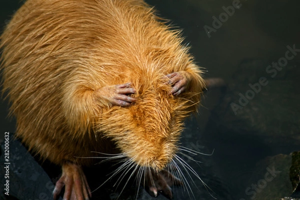 Obraz Red coypu with hands on head. This animal is also known as nutria. Red color for coypu is very unusual. This rodent is vegetarian.