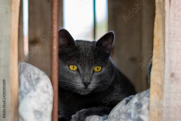 Obraz cat with green eyes