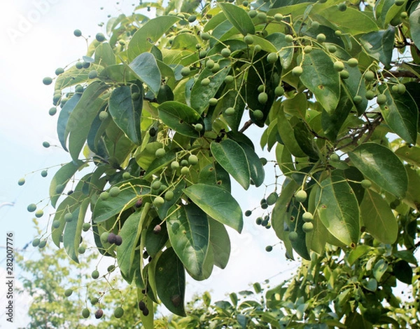 Fototapeta 이팝나무열매 잎
