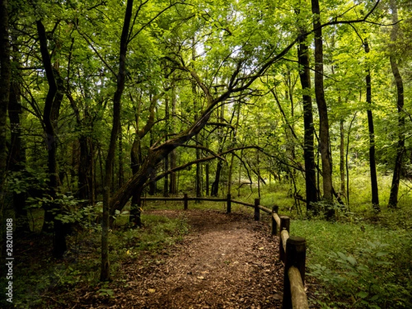 Obraz path in the forest