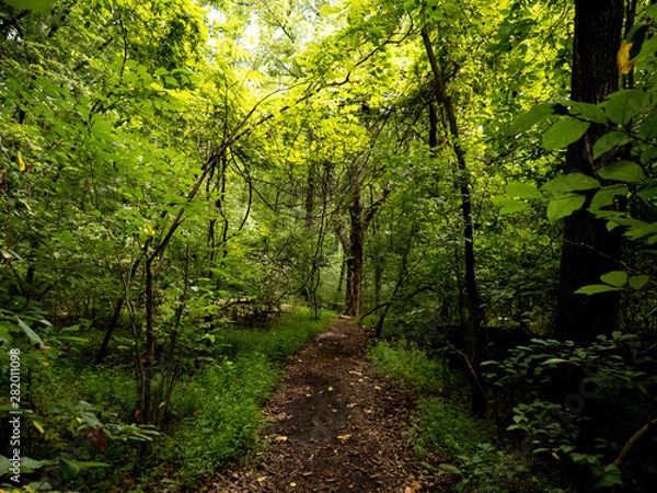Obraz path in the forest