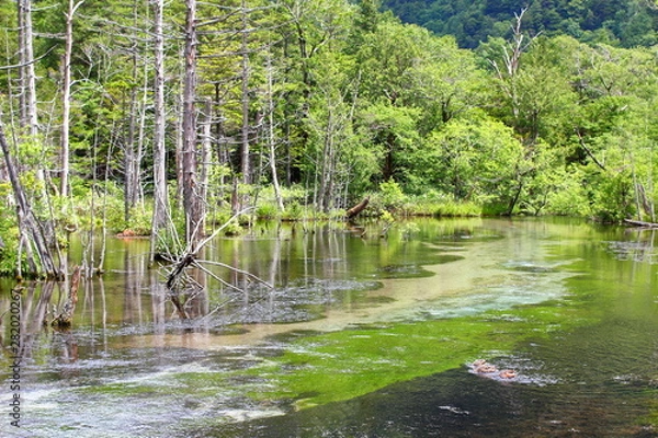 Fototapeta 池のほとりで