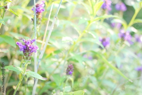 Obraz 上高地の植物