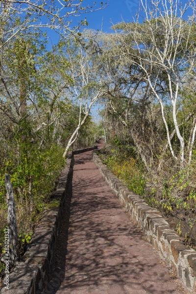 Fototapeta Marked path to walk to the Tortuga Bay beach in Galapagos