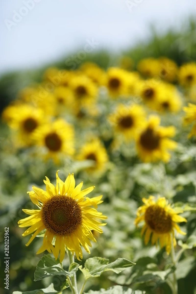 Obraz ひまわり畑