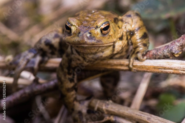 Fototapeta frog crawling on meadow in spring