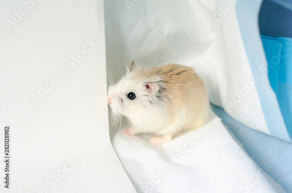 Obraz Phodopus roborovskii or Roborovski hamster