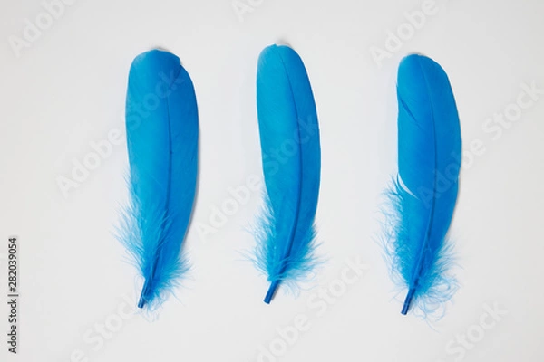 Fototapeta 羽　鳥　ふわふわ