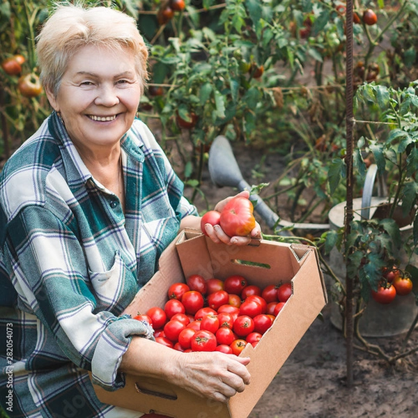 Fototapeta Grandmother holding tomatoes on the background of the harvest (a garden).He is looking at the camera with a smile.