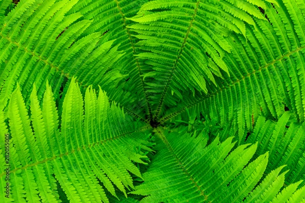 Fototapeta Background of the green fern. Top view. Natural pattern