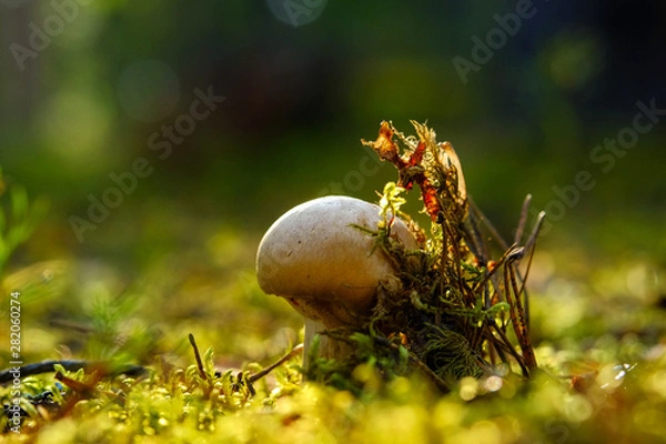 Obraz Mushroom growing among moss