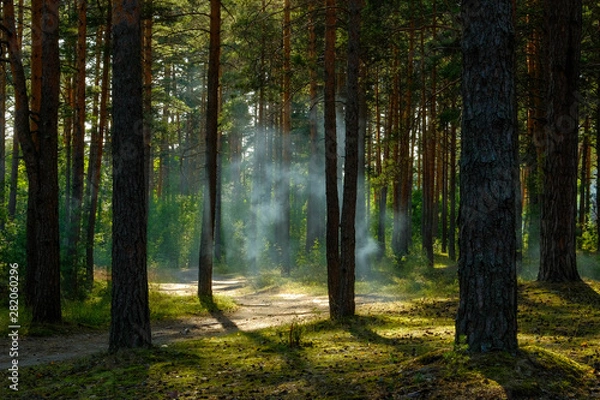 Obraz Curved pathway in pine forest in evening