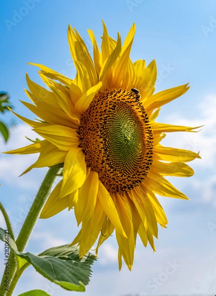 Fototapeta Sonnenblume mit Insekten