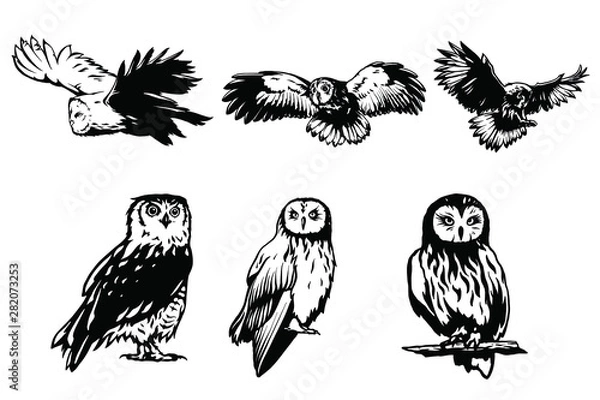 Obraz Owl vector illustration. 