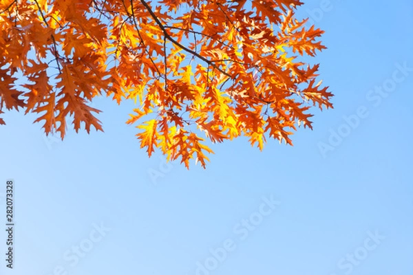 Obraz fall maple leaves