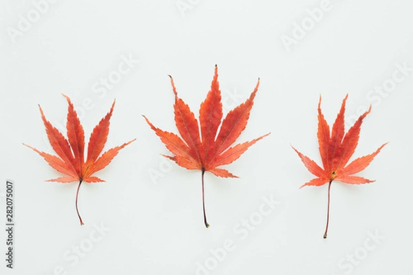 Obraz Red Maple Leaves On White Background