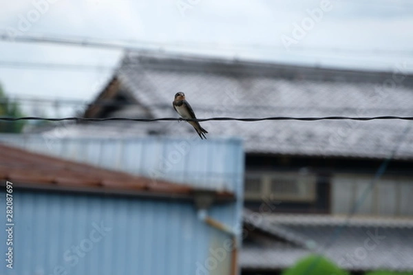 Obraz 電線のツバメ