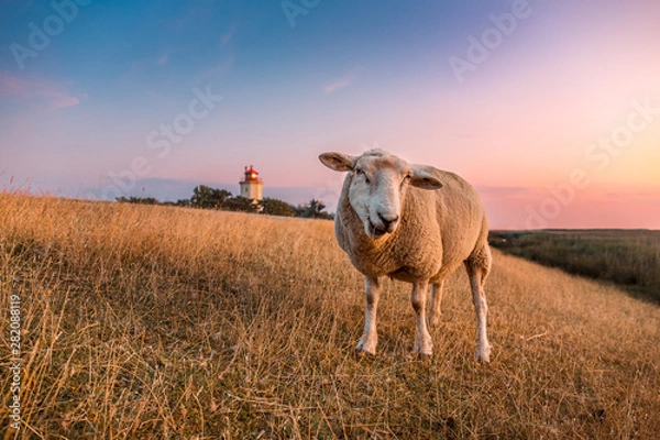 Fototapeta Sheeps in front of the lighthouse Westermarkelsdorf on the island Fehmarn