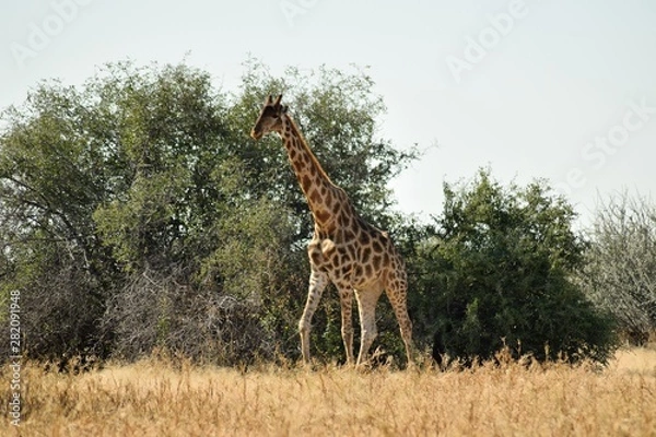 Obraz giraffe in africa