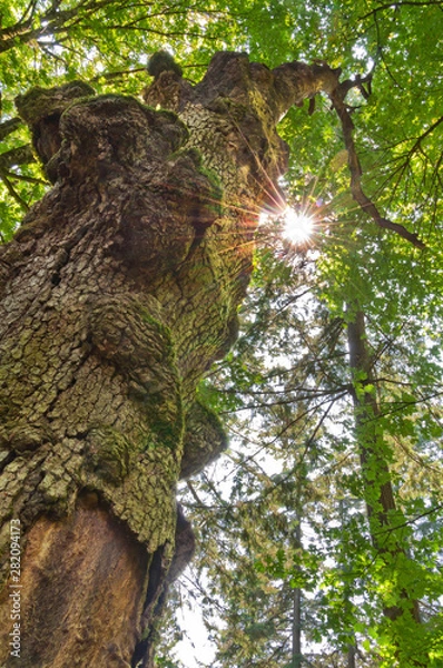 Fototapeta Ancient tree in forest with sun flare