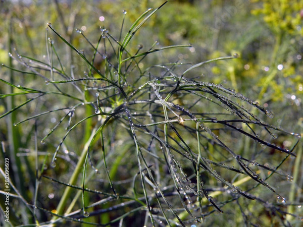 Fototapeta pine tree branch with cones