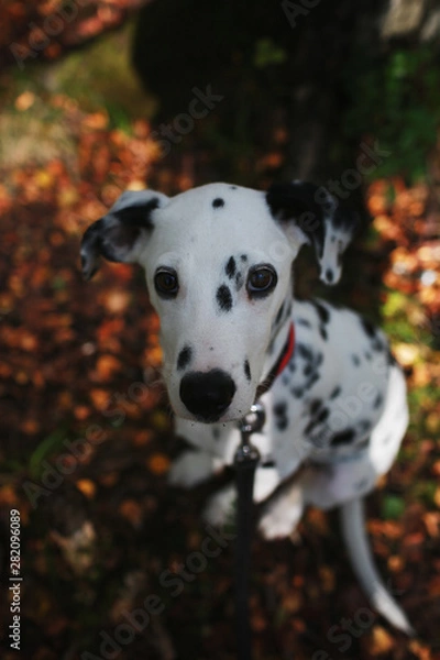 Fototapeta Beautiful dalmatian walk in the forest