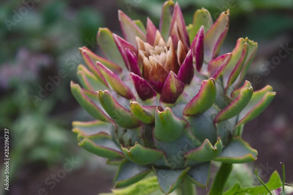 Fototapeta Artischocke