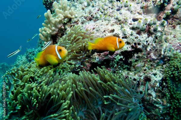 Fototapeta Nemo