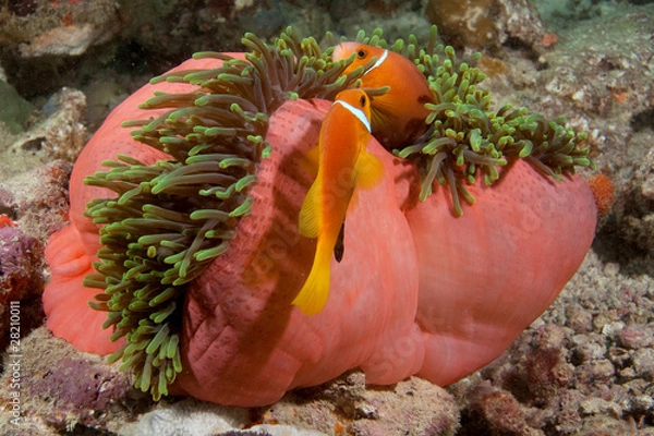 Fototapeta семья