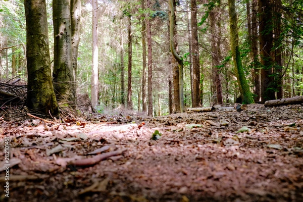 Obraz Low angle woodland