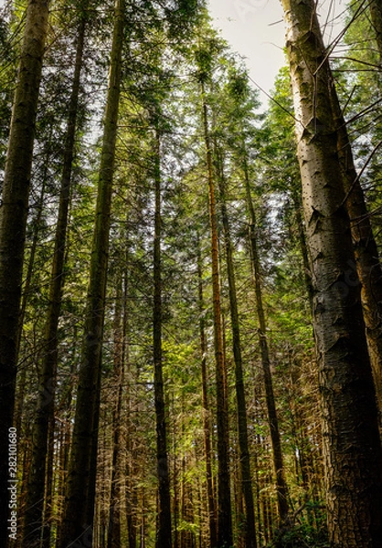 Obraz Sunlight on tall trees