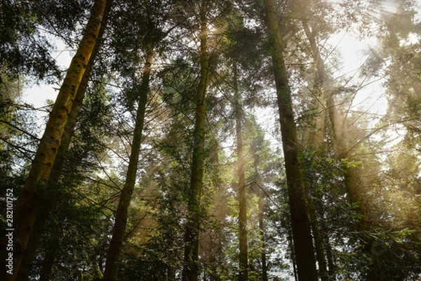 Obraz Sunlight through the woods