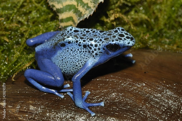 Obraz Blauer Pfeilgiftfrosch