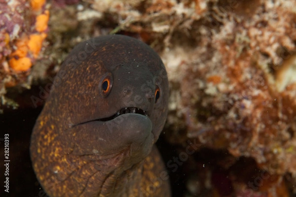 Fototapeta взгляд