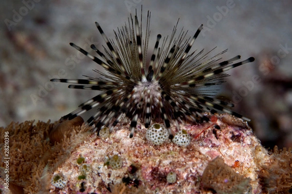 Fototapeta морской еж