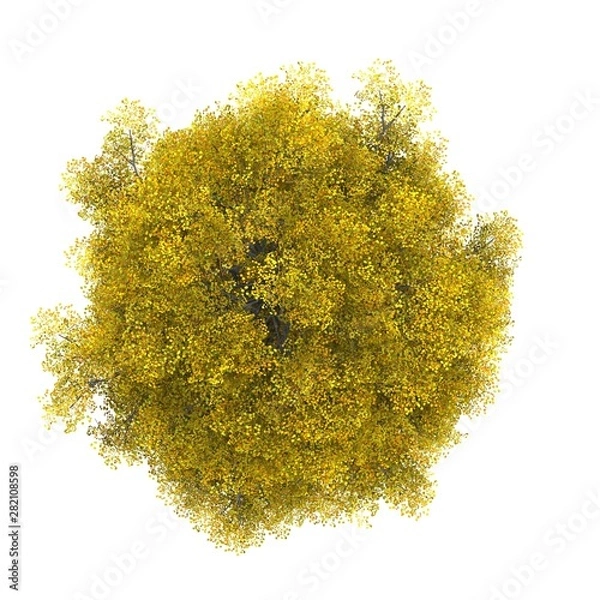 Fototapeta Tree top view on white background layout plan