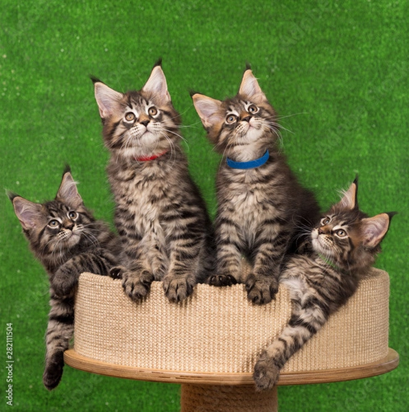 Fototapeta Maine Coon kittens